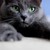 :iconclovecraft: