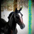 :iconcloverhillstudios: