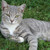 :iconcloverleaf11:
