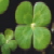 :iconcloverswithlilacs: