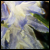 :iconclowangel: