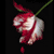 :iconclunker429: