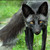 :iconclythkitsune: