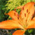 :iconcm-blackwood: