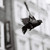 :iconcmcmphotography: