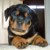 CMTorrez :iconcmtorrez: