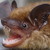 :iconcoatimonday: