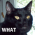 :iconcobaltcurrent: