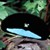:iconcobblestoner: