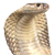 :iconcobrasnakeplz: