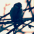 :iconcobs-photography: