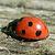 :iconcoccinellidae: