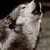 :iconcoco-rock: