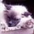 :iconcoco200066: