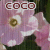 :iconcocobarahorse: