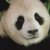 :iconcocogal: