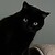 :iconcocointhepot: