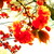 :iconcocopearl: