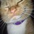 :iconcodewordchobits: