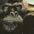 :iconcodyphotos: