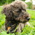 :iconcognizant1: