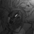 :iconcolesutra: