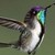 :iconcolibri-arts: