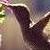 :iconcolibrinegro: