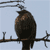 :iconcoliekayphotography: