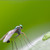 :iconcolin-locp: