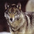 :iconcollapsedwolf:
