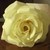:iconcollectingyellaroses: