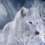 :iconcollenethewhitewolf: