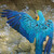 :iconcollideral: