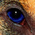 :iconcolliemonster: