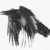 :iconcoloredraven: