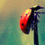 :iconcolorful-fairy: