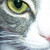 :iconcolorfullolipop:
