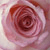 :iconcolorfulnails: