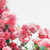 :iconcolorsurge: