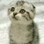 :iconcolossalfangirl13:
