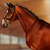 :iconcolourfull-stock: