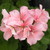 :iconcolourhopes: