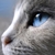 :iconcoloursofmylife: