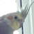 :iconcoloursupply:
