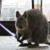 :iconcombatwombat52: