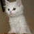 :iconcomet7602: