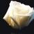 :iconcomicalpanda: