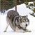 :iconcomicwolf: