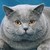:iconcomix4all: